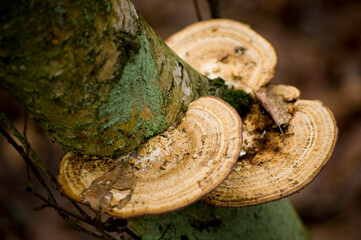 Trunk of tree with honey fungus.