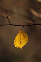 Jesienny ż&oacute;łty liści 