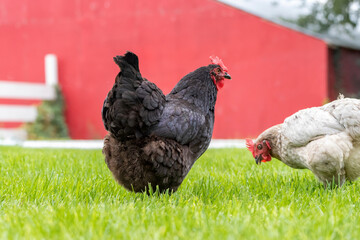Two adult free-range chickens foraging for food in the grass.