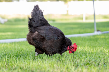 An adult (Australorp) hen chicken on a farm foraging for food.