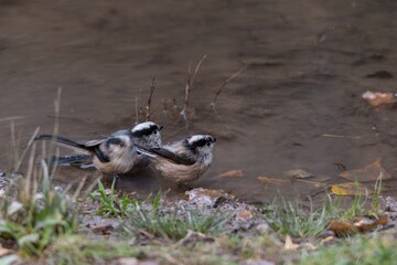 The myth is a species of passerine bird in the Aegithalidae family.