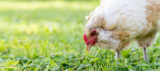 A close up of an adult (easter egger) hen chicken on a farm foraging for food.