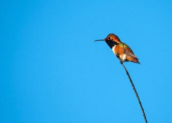 Allen's Hummingbird Perched On Branch