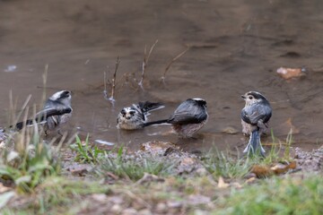 The myth is a species of passerine bird in the Aegithalidae family.