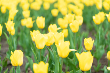 Yellow tulip flowers background outdoor