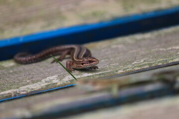 Jaszczurki na ławce