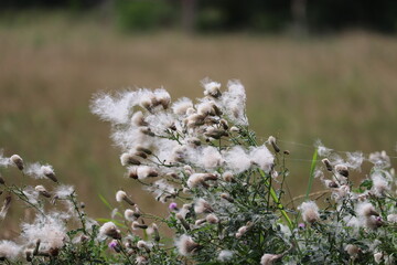 Pierzasta roślina na wietrze