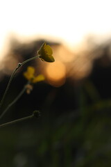 Żółty kwiat na tle zachodzącego słańca  © Gytek