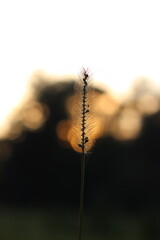 Łodyg na tle zachodzącego słońca 