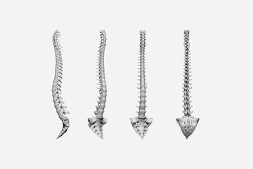 3d render of the spine and sacrum in different positions