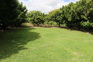 Avocado Tree Grove