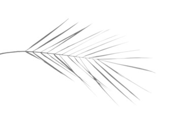 Fototapeta premium Palm leaf shadow overlay.