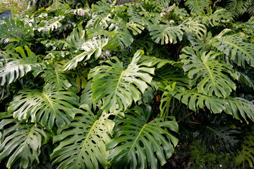 Monstera