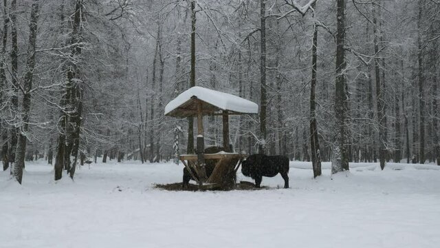 Zubr or European bison, grass near the feeder. Winter forest, snowfall