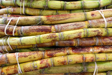 Sugarcane

