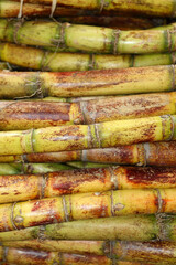 Sugarcane

