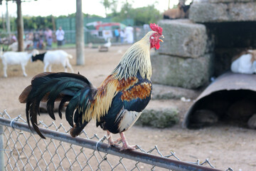 Rooster
