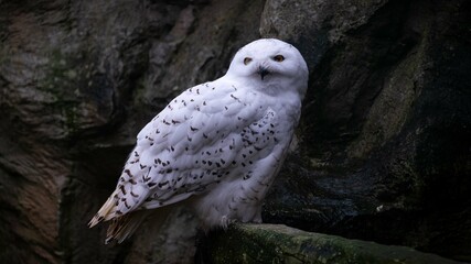 Fototapeta premium Male snowy owl Hedwig Harry Potter