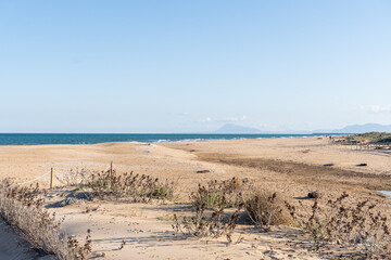 Deserted beach, with dunes and dry plants, with the sea in the background, on an afternoon with blue sky.