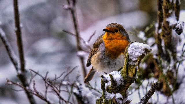 "Robin Bird" Bilder – Durchsuchen 1,654 Archivfotos, Vektorgrafiken und ...