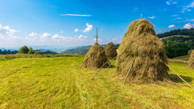 haystacks on the grassy field on the hill. beautiful rural landscape in carpathian mountains on a sunny summer day. fluffy clouds on the blue sky in evening light