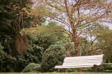 Fototapeta premium A bench in a park surrounded by trees and bushes