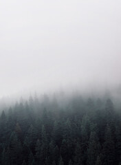 Thick fog in a mountain coniferous forest. Natural landscape.