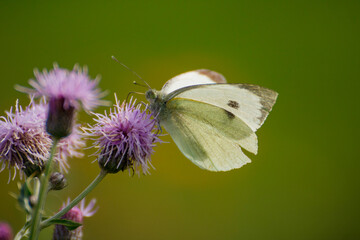 butterfly on a flower
