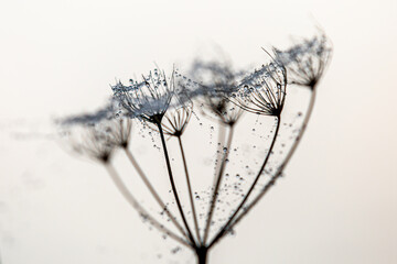A WIld Carrot Flower Head with Dew on a Spiders Web between the Stems