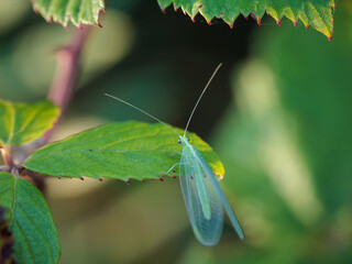 Green Lacewing. Insects in their natural environment.