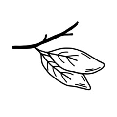 Leaves on a branch black and white line. Leaves in doodle style vector on an isolated background.