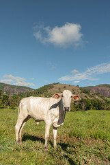 Fototapeta na wymiar Cow on a summer livestock pasture farm with clouds and green grass cattle raising 