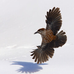Nutcracker (Nucifraga caryocatactes) flies over a snowfield in the Swiss Alps