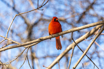 cardinal on a branch