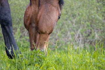 The portrait of Thoroughbred horse grazes on a green field.
