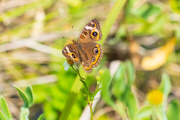 butterfly on flower