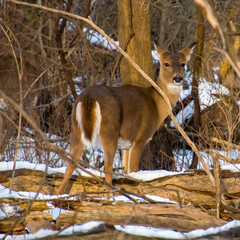 white tailed deer in the snow