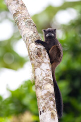 Monkey tamarino de Graells