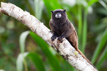Monkey tamarino de Graells