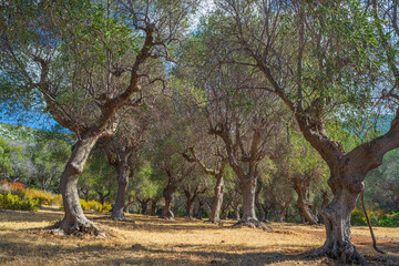 Olive trees agriculture in Maremma nature reserve, Tuscany, Italy. Extensive pine forest over headland and green woodland in natural park, dramatic coast