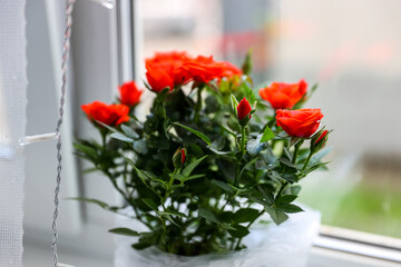 Red roses romantic plant on the windowsill by the window, a symbol of love for the couple, a gift on Valentine's Day