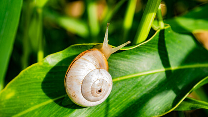 snail on leaf