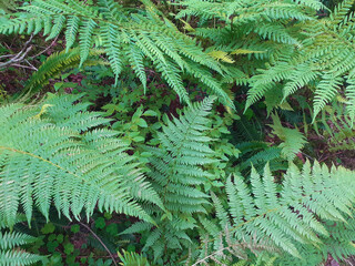 fern leaves