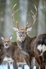 Naklejka na ściany i meble Male deer in the winter forest. Animal in natural habitat