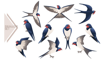 Set of cute swallow flying and sitting on white background cartoon bird animal design