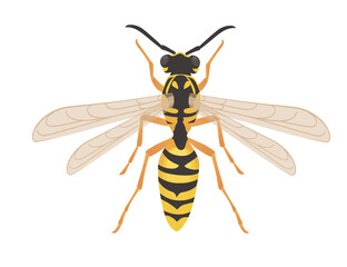 Dangerous wasp insect cartoon animal design vector illustration on white background