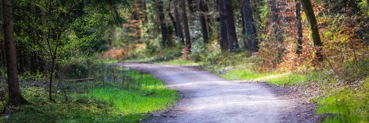 Fototapeta premium Sandiger Waldweg im Mischwald im Frühling bei Sonnenschein