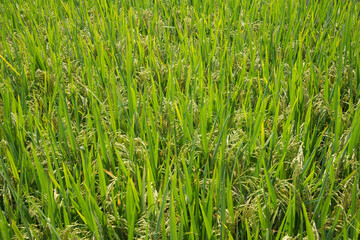 Close up of rice plants growing on a field. Sapa, Vietnam