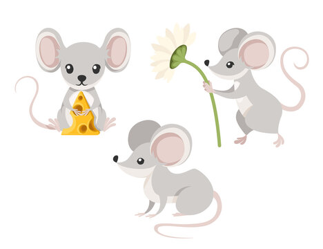 Cute little gray mouse sit on floor and hold cheese. Cartoon animal character design. Flat vector illustration isolated on white background.