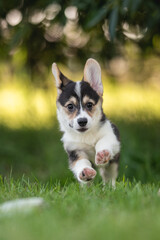 Welsh corgi pembroke puppy dog runs and plays on a bright sunny summer day. Crazy action dog © honey_paws